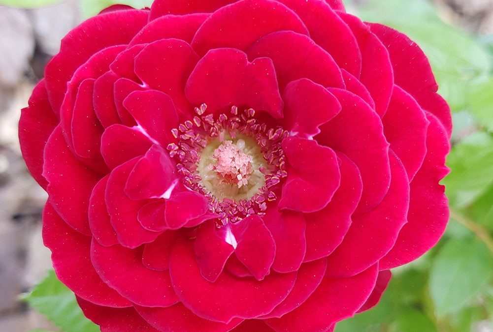 SNPA ha diffuso un nuovo numero della newsletter Ambiente Informa