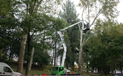 Proseguono gli interventi di Amia Verona per la potatura degli alberi