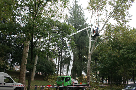 Proseguono gli interventi di Amia Verona per la potatura degli alberi