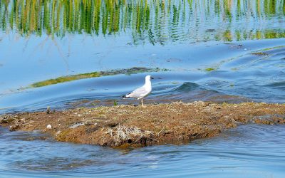 Il Consorzio Bacchiglione è impegnato a favore della biodiversità nella zona lagunare