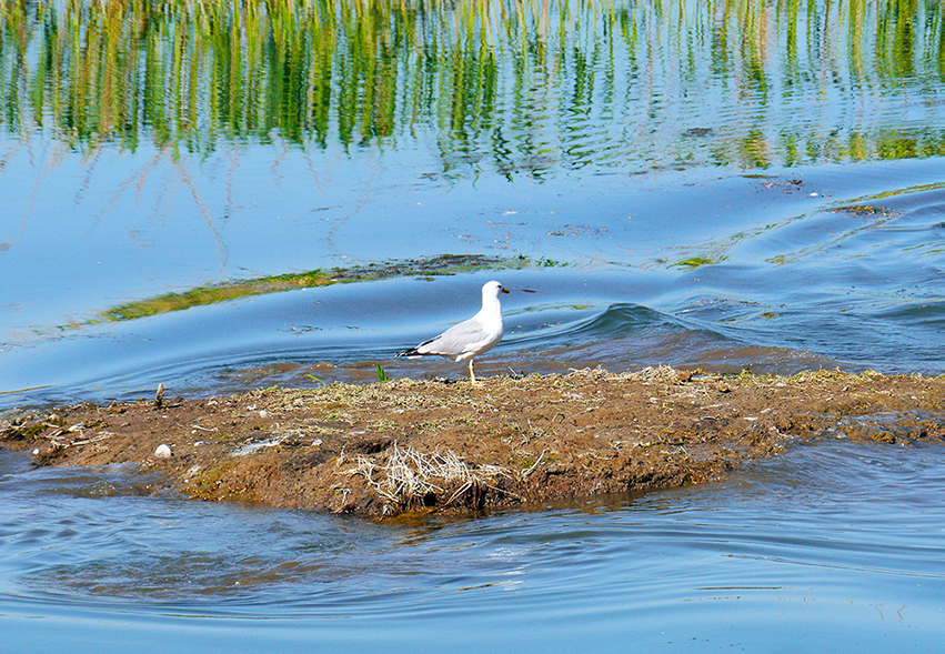 Il Consorzio Bacchiglione è impegnato a favore della biodiversità nella zona lagunare