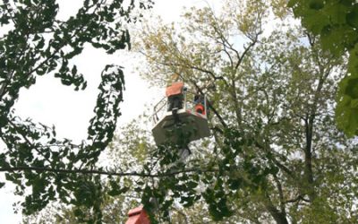 Gli interventi settimanali di Amia Verona per la potatura degli alberi