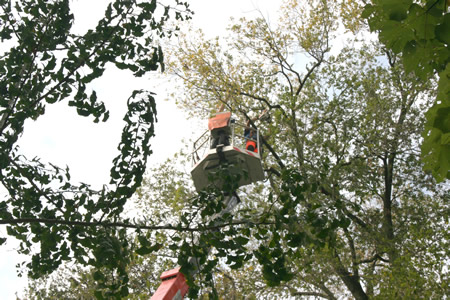 Gli interventi settimanali di Amia Verona per la potatura degli alberi