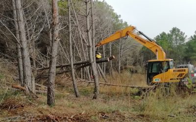 A Valle Vecchia 2.000 nuove piante per ripristinare gli schianti in pineta