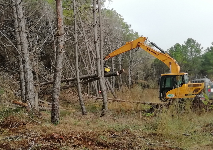 A Valle Vecchia 2.000 nuove piante per ripristinare gli schianti in pineta