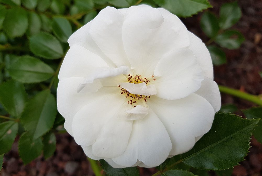 SNPA ha diffuso un nuovo numero della newsletter Ambiente Informa