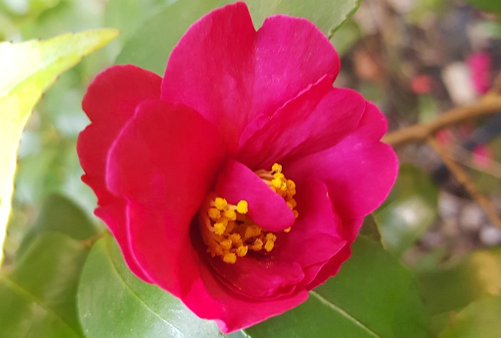 SNPA ha diffuso un nuovo numero della newsletter Ambiente Informa