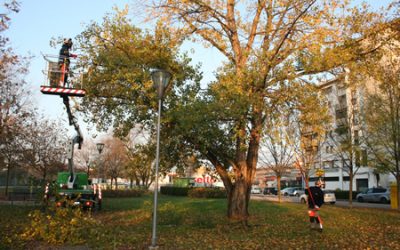 Continuano gli interventi di manutenzione e potatura degli alberi della città di Verona