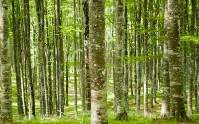 Un convegno sulle prospettive gestionali per i boschi nell’era dei cambiamenti climatici