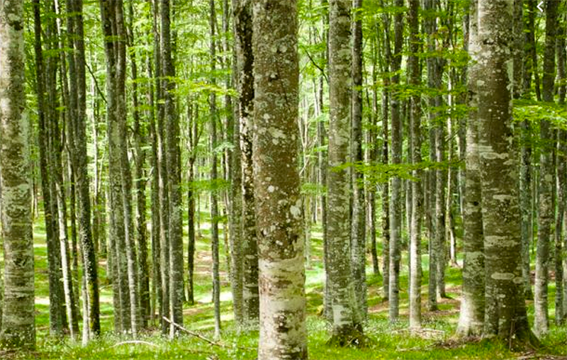 Un convegno sulle prospettive gestionali per i boschi nell’era dei cambiamenti climatici