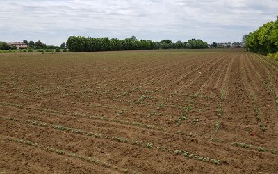 Dieci bandi e 92 milioni di euro per la sostenibilità delle aziende agricole del Veneto