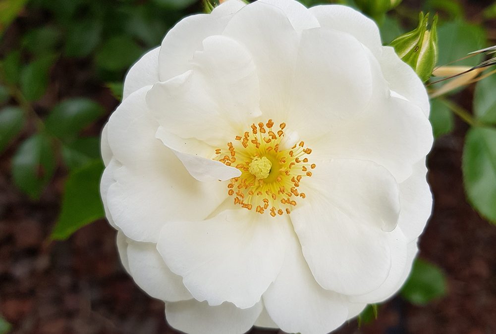 SNPA ha diffuso un nuovo numero della newsletter Ambiente Informa