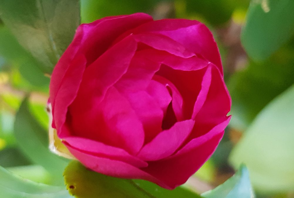 SNPA ha diffuso un nuovo numero della newsletter Ambiente Informa