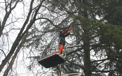 Gli interventi settimanali di Amia Verona per la potatura degli alberi