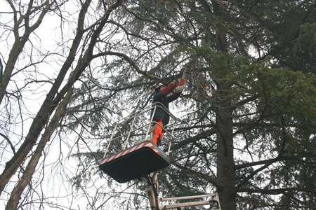 Gli interventi settimanali di Amia Verona per la potatura degli alberi