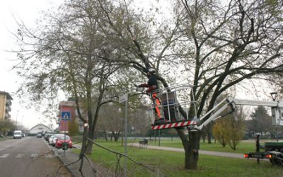 Gli interventi settimanali di Amia Verona per la potatura degli alberi