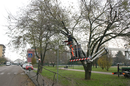 Gli interventi settimanali di Amia Verona per la potatura degli alberi