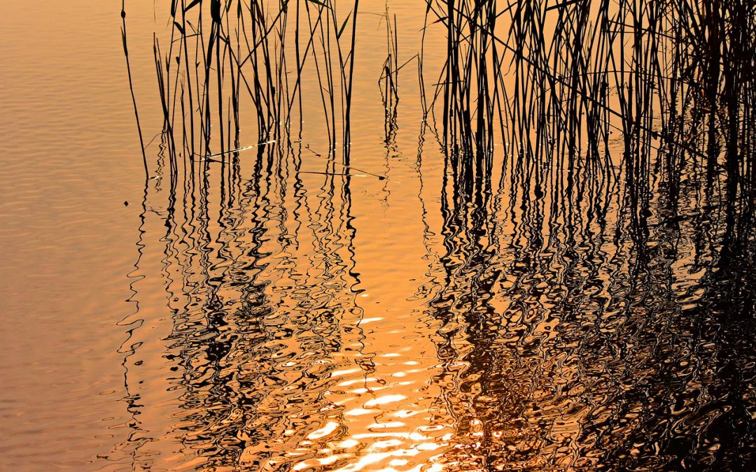 Giornata mondiale zone umide: il Consorzio Acque Risorgive propone visite guidate in tre oasi