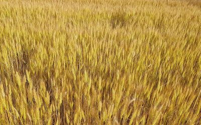 PRR Veneto: novità su domande di conferma, impegni agroambientali e modifiche ai bandi