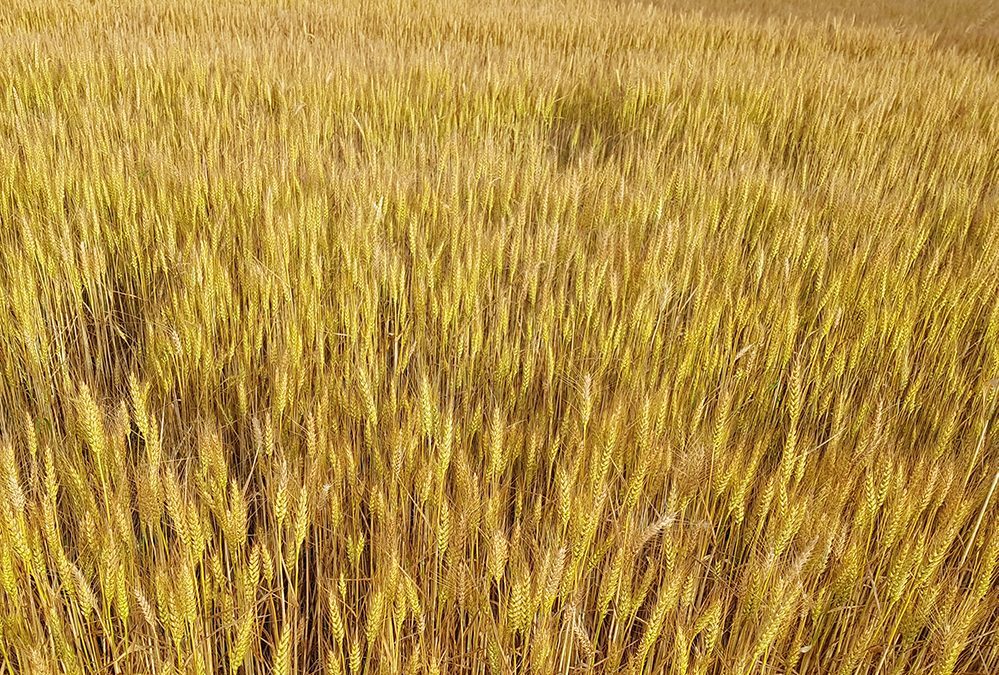 PRR Veneto: novità su domande di conferma, impegni agroambientali e modifiche ai bandi