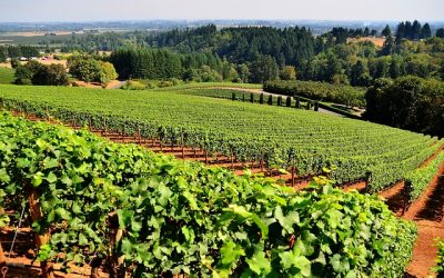 L’evoluzione dell’agricoltura e il Green Deal saranno di scena il 28 febbraio a Legnaro