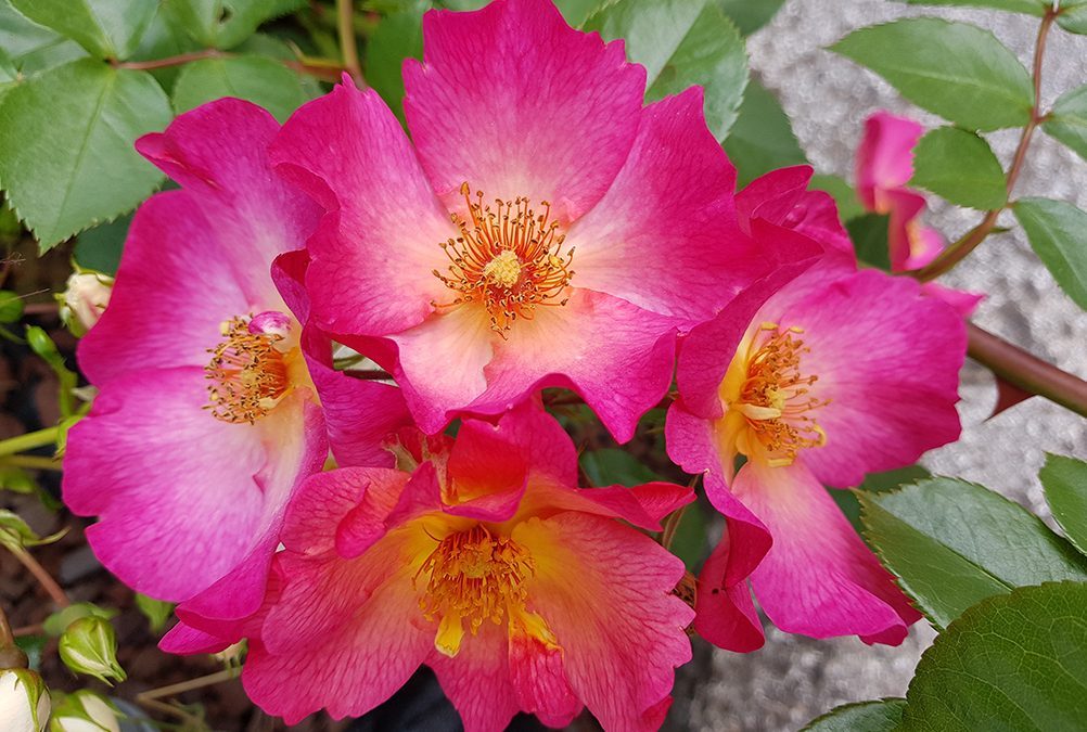 Molte notizie sull’ultimo numero della newsletter Ambiente Informa edita dal SNPA