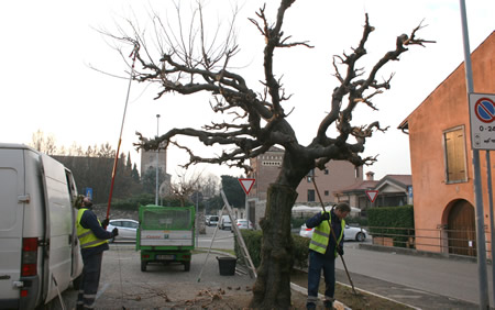 Rese note le aree di Verona interessate in questi giorni dalla potatura degli alberi