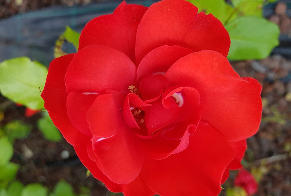 E’ on line l’ultimo numero della newsletter “Ambiente Informa” del SNPA