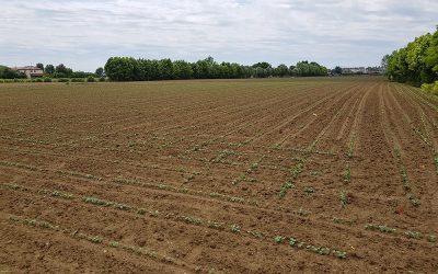 PSR Veneto: sbloccate le domande di pagamento per un valore di 23,7 milioni di euro