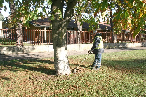Dopo la sospensione causata dal Coronavirus, Amia Verona riprende la manutenzione del verde pubblico