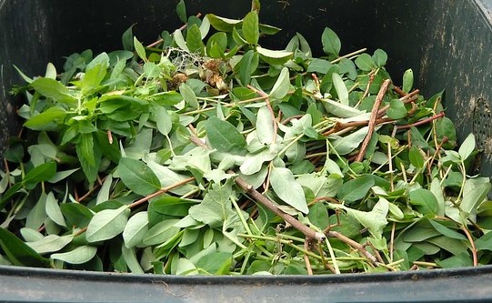 Società Bellunum: un nuovo servizio di raccolta verde e variazioni nel ritiro a domicilio dei rifiuti