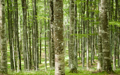 Veneto Agricoltura sta intervenendo in Cadore sul patrimonio boschivo colpito dalla tempesta Vaia