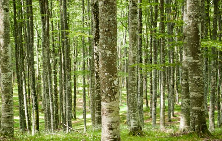 Veneto Agricoltura sta intervenendo in Cadore sul patrimonio boschivo colpito dalla tempesta Vaia