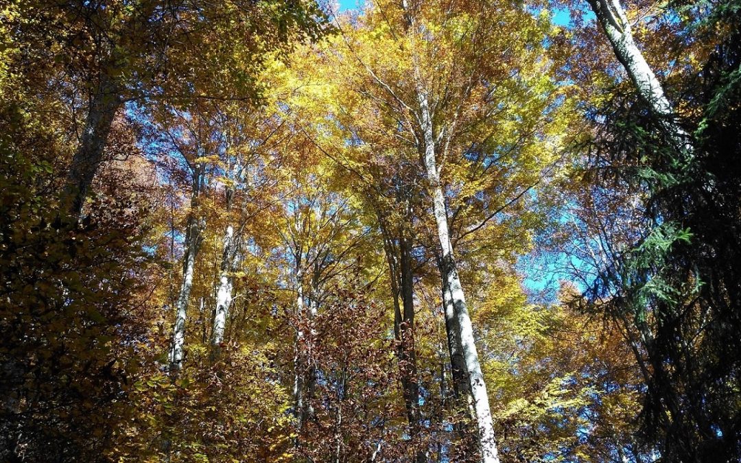 Riapre domenica 31 maggio la Riserva Naturale Integrale di Bosco Nordio a Sant’Anna di Chioggia