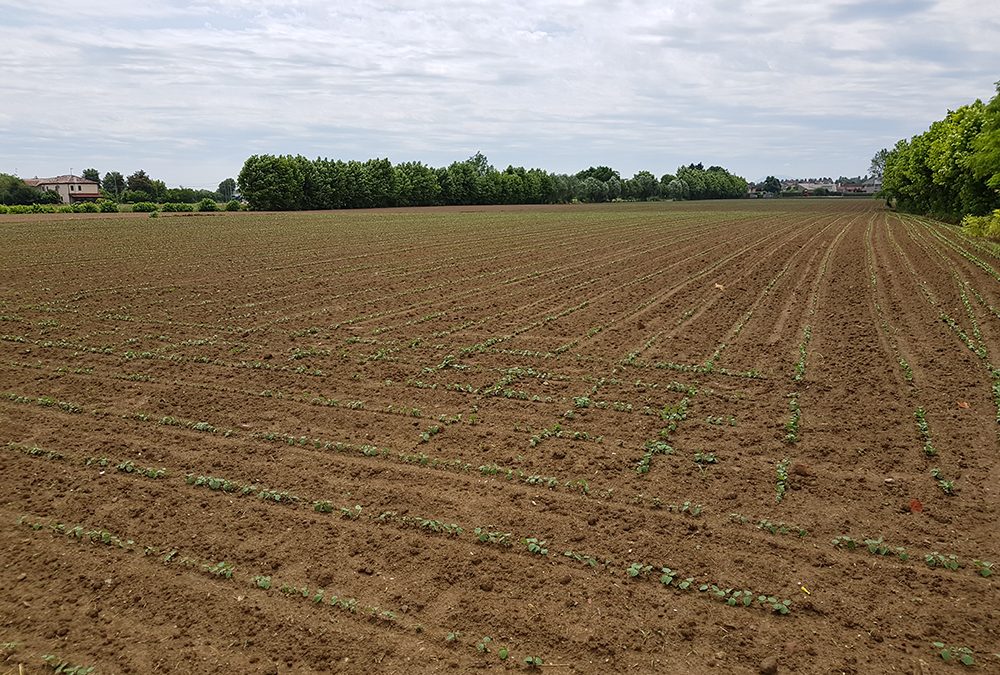 Diffusi i nuovi numeri della newsletter Agricoltura Veneta e del quindicinale Veneto Agricoltura Europa
