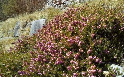 BIONET: un network della biodiversità per conservare le specie in pericolo di estinzione