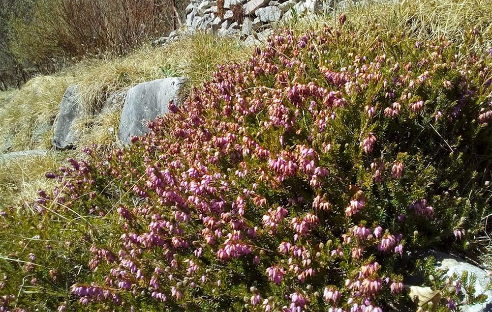 BIONET: un network della biodiversità per conservare le specie in pericolo di estinzione