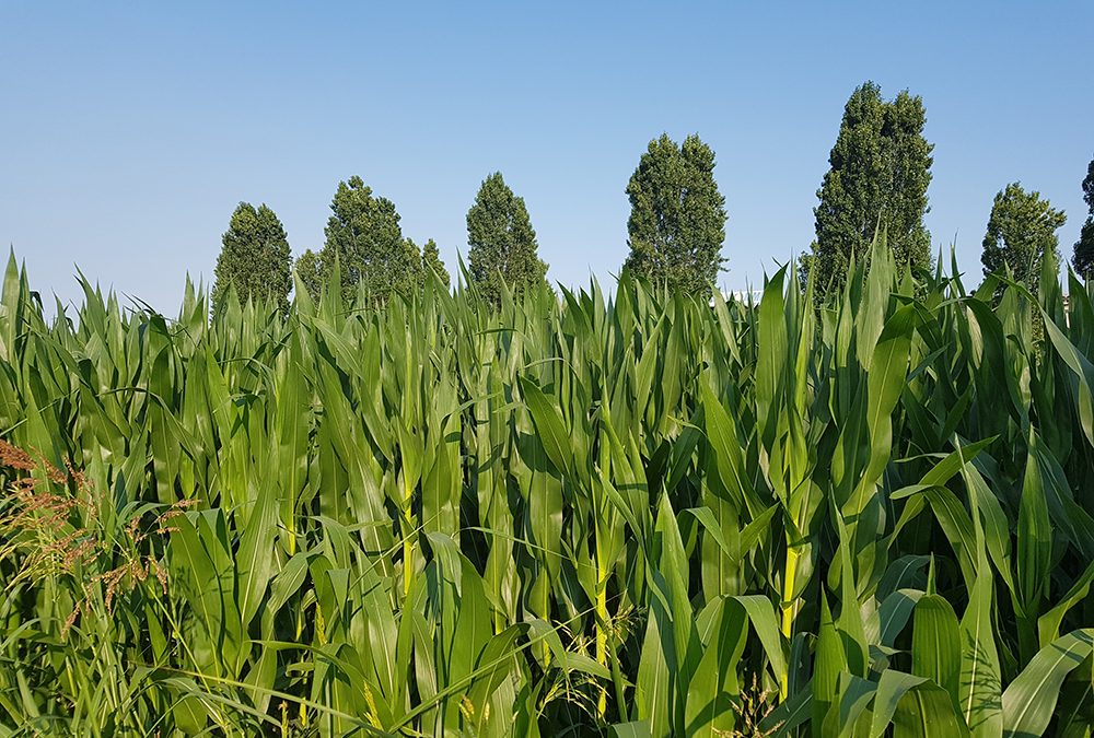 Programma di Sviluppo Rurale: dalla Regione del Veneto 23 milioni di euro per dare liquidità alle aziende agricole