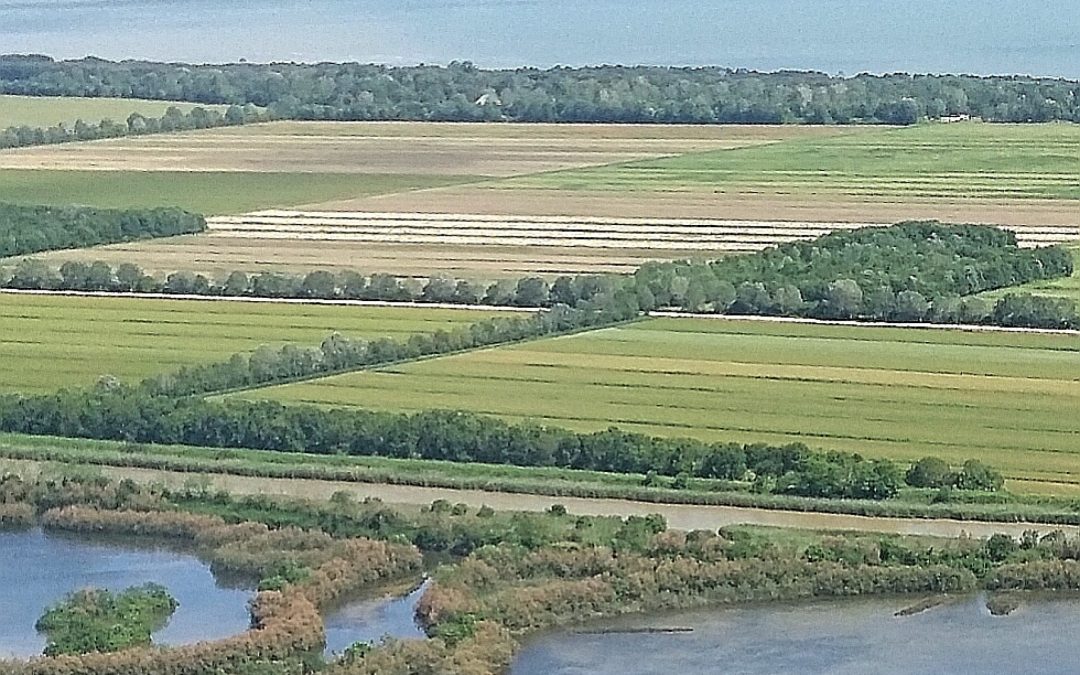 Veneto Agricoltura: il raro Fratino a ValleVecchia di Carole è un segnale di buona salute del territorio