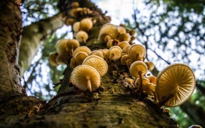 Concorso “Fotografa l’ambiente della tua regione”: è on line su Ambiente Informa la fotografia della terza settimana
