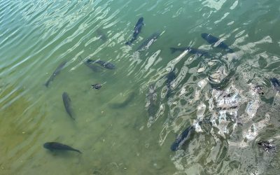 Ambiente Informa: i monitoraggi dell’ARPAV per studiare la biodiversità di fiumi e laghi col progetto “Eco-AlpsWater”