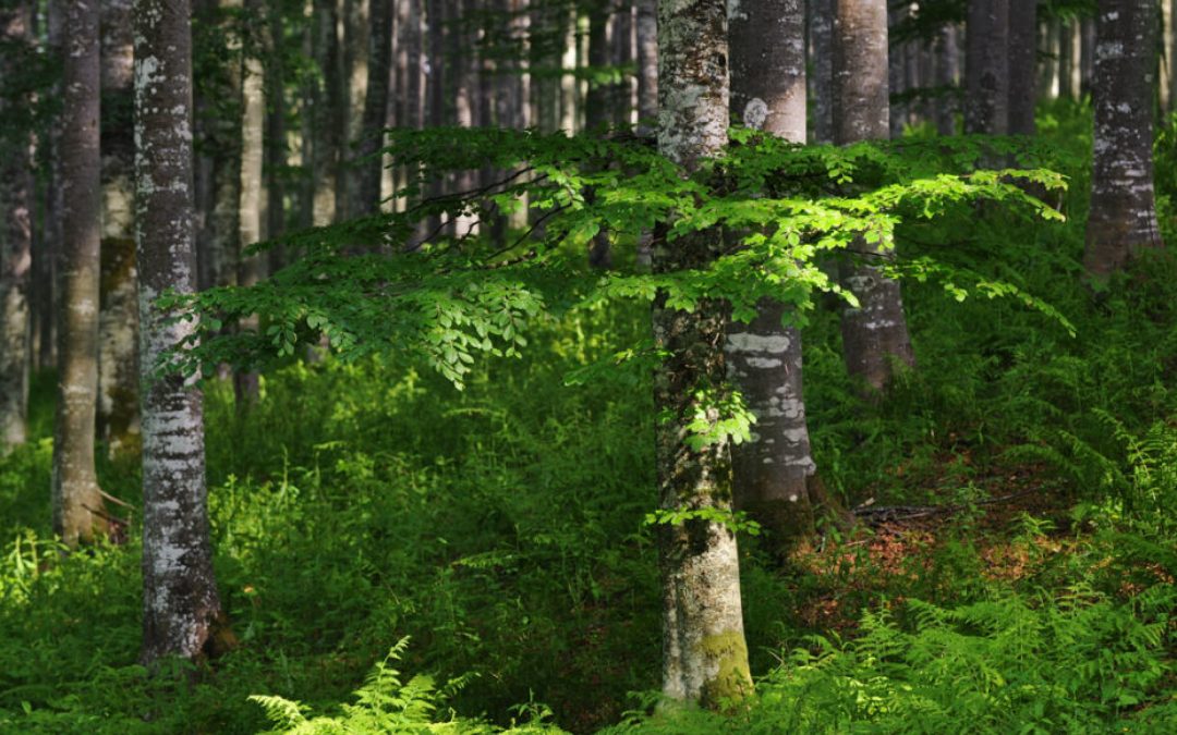 RadioVenetoAgricoltura: giovedì 16 trasmissione sul legno veneto, risorsa da conoscere, salvaguardare e valorizzare