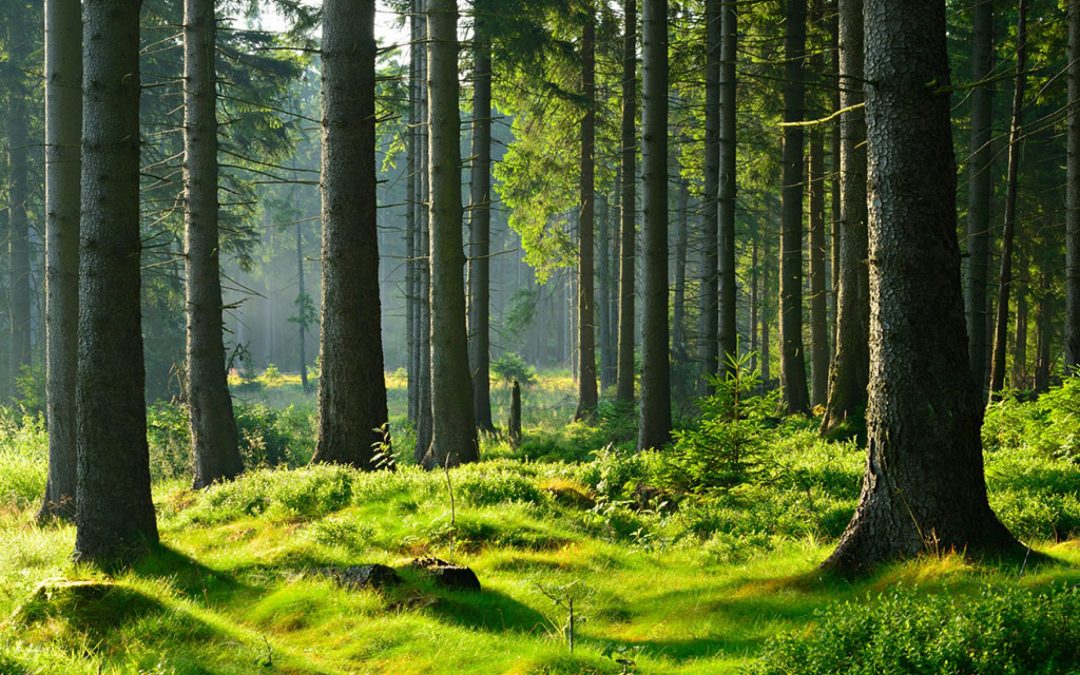 I giardini e le aree naturalistiche gestiti da Veneto Agricoltura saranno aperti al pubblico per tutta l’estate