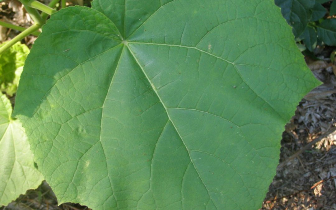 Veneto Agricoltura a Ceregnano sperimenta la Paulownia ai fini dello sviluppo della filiera legno-energia