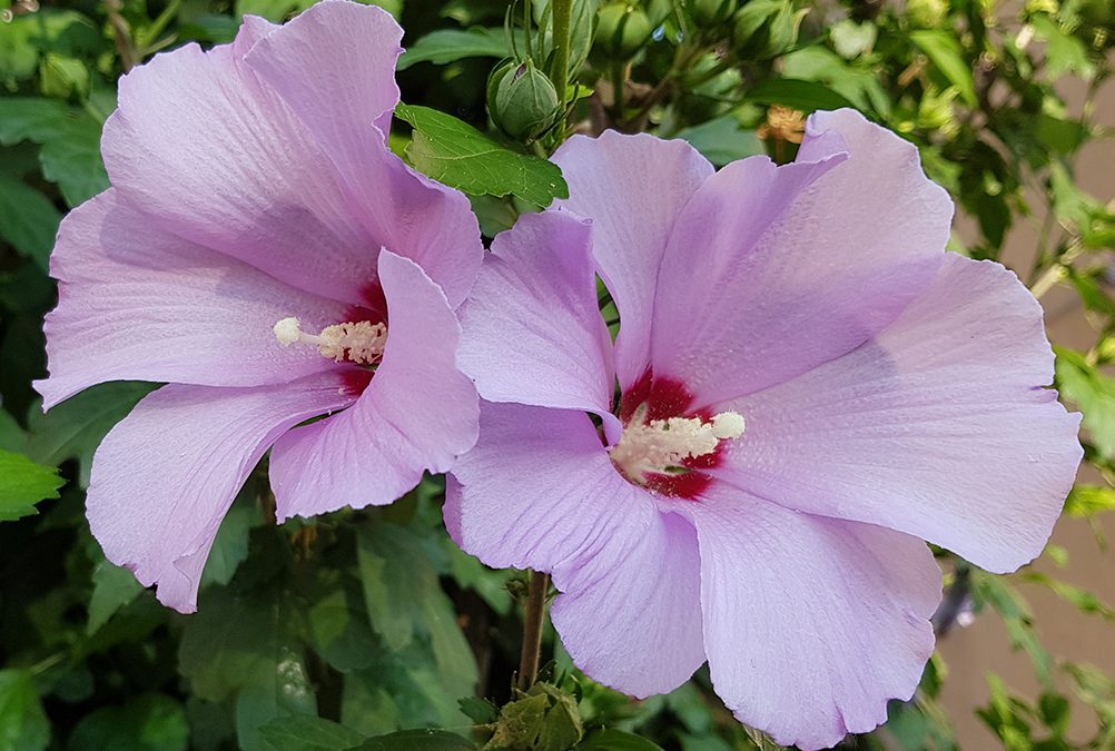 E’ on line l’ultimo numero della newsletter del Sistema Nazionale per la Protezione dell’Ambiente