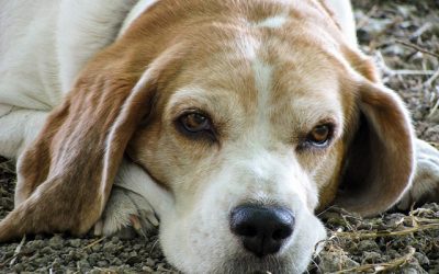 Etra sta promuovendo una campagna di sensibilizzazione per contrastare l’abbandono degli animali