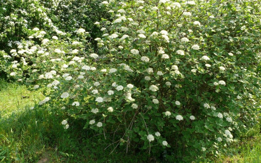 Per “Ridare il sorriso alla pianura veneta” si sono finora attivate 207 amministrazioni comunali per oltre 26 mila piantine