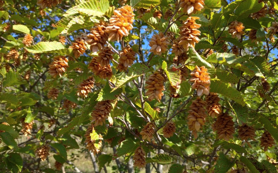 Gli Indiana Jones di Veneto Agricoltura sono alla ricerca delle sementi sperdute per ripristinare gli habitat naturali