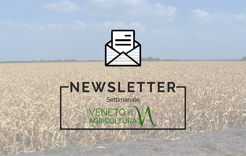 E’ stato diffuso il numero 33 di quest’anno della newsletter Agricoltura Veneta. E consultabile anche su internet