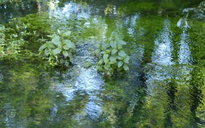 Rinnovata  la convenzione che affida la gestione delle Risorgive del Bacchiglione a Viacqua Vicenza